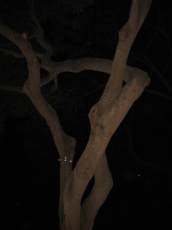 Picture 005